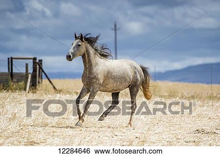 Horse running in a field; Cape Town, Western Cape, South Africa View Large Photo Image Stock Photograph - Horse running in a field; Cape Town, Western Cape, South Africa. Fotosearch