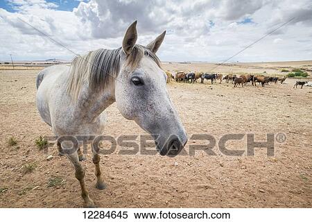 Horse with cows in the background; Cape Town, Western Cape, South Africa View Large Photo Image Stock Photography - Horse with cows in the background; Cape Town, Western Cape, South Africa. Fotosearch