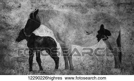 Horses, mare and foal; Alberta, Canada View Large Photo Image Stock Photograph - Horses, mare and foal; Alberta, Canada. Fotosearch