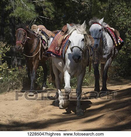 Stock Photograph - Horses on the Taktsang trail; Paro, Bhutan. Fotosearch