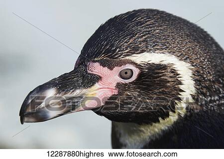 Stock Photograph - Humboldt penguin (Spheniscus humboldti); London, England. Fotosearch