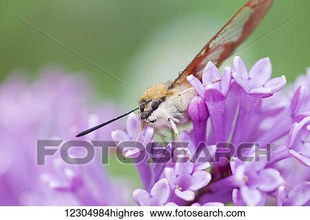 Hummingbird moth resting on lilacs in early summer in Palmer Alaska. View Large Photo Image Stock Photograph - Hummingbird moth resting on lilacs in early summer in Palmer Alaska.. Fotosearch