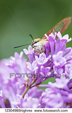 Stock Photograph - Hummingbird moth resting on lilacs in early summer in Palmer Alaska.. Fotosearch