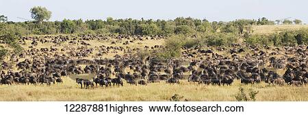 Stock Photograph - Hundreds of wildebeest (Connochaetes) graze on a wooded hillside as part of the great migration across the Mara river in Africa; Narok, Kenya. Fotosearch