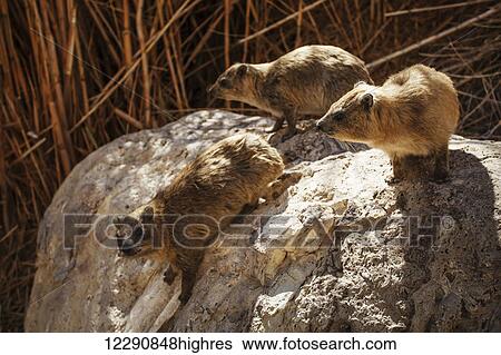 Stock Photograph - Hyrax (Israeli rock rabbit) lives on rocks all around Israel, here in the Ein Gedi reserve on the shore of the Dead Sea; Ein Gedi, Israel. Fotosearch