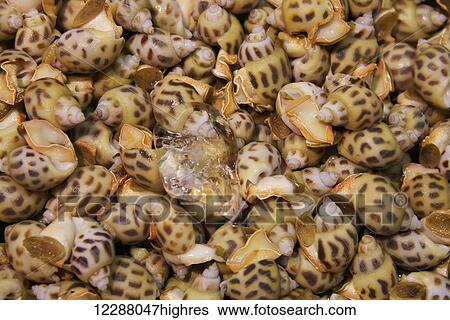 Ice cube in tray of spotted whelks (Cominella maculosa); Hong Kong, China View Large Photo Image Stock Photograph - Ice cube in tray of spotted whelks (Cominella maculosa); Hong Kong, China. Fotosearch