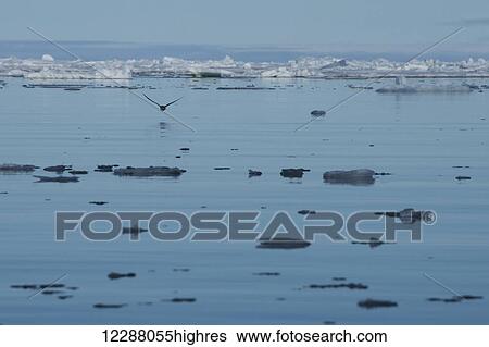 Stock Photograph - Ice floats on the tranquil water and a bird flies over the water's surface; Svalbard, Norway. Fotosearch