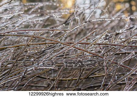 Stock Photograph - Ice freezes on willow branches; Olney, Oregon, United States of America. Fotosearch
