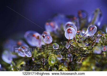 Ice on moss; Vaudreuil, Quebec, Canada View Large Photo Image Stock Photograph - Ice on moss; Vaudreuil, Quebec, Canada. Fotosearch