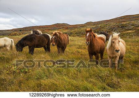 Stock Photograph - Icelandic horses; Iceland. Fotosearch