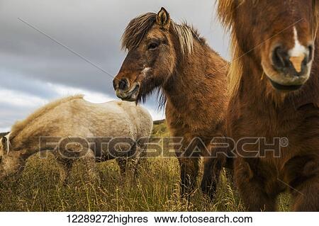 Stock Photograph - Icelandic horses; Iceland. Fotosearch
