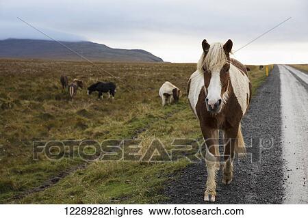 Icelandic horses walking along a road; Iceland View Large Photo Image Stock Photograph - Icelandic horses walking along a road; Iceland. Fotosearch