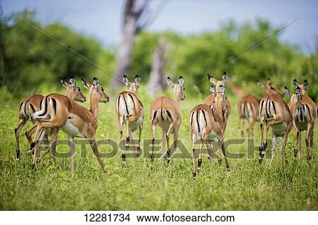 Impala (Aepyceros melampus), Chobe National Park; Kasane, Botswana View Large Photo Image Picture - Impala (Aepyceros melampus), Chobe National Park; Kasane, Botswana. Fotosearch