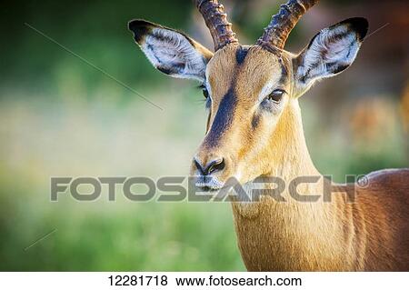 Stock Photo - Impala (Aepyceros melampus), Kruger National Park; South Africa. Fotosearch
