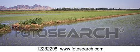 In California's Sacramento River Delta, young rice plants are just emerging in the flooded fields in late spring; Calusa, California, United States of America View Large Photo Image Stock Photography - In California's Sacramento River Delta, young rice plants are just emerging in the flooded fields in late spring; Calusa, California, United States of America. Fotosearch