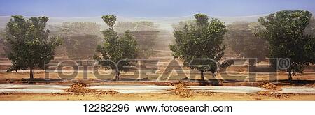 In Central Valley, a horizontal view of rows of orange trees, netted for bird and pest protection is seen in late spring; Ducor, California, United States of America View Large Photo Image Stock Photograph - In Central Valley, a horizontal view of rows of orange trees, netted for bird and pest protection is seen in late spring; Ducor, California, United States of America. Fotosearch