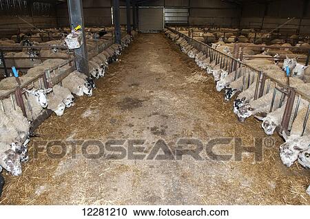 In lamb ewes in lambing shed receiving a complete silage based diet; Cumbria, England View Large Photo Image Stock Image - In lamb ewes in lambing shed receiving a complete silage based diet; Cumbria, England. Fotosearch