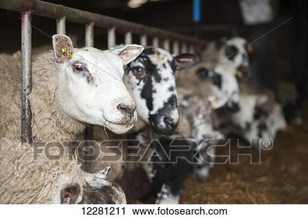 In lamb ewes in lambing shed receiving a complete silage based diet; Cumbria, England View Large Photo Image Stock Image - In lamb ewes in lambing shed receiving a complete silage based diet; Cumbria, England. Fotosearch