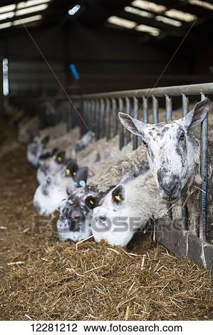 Stock Image - In lamb ewes in lambing shed receiving a complete silage based diet; Cumbria, England. Fotosearch