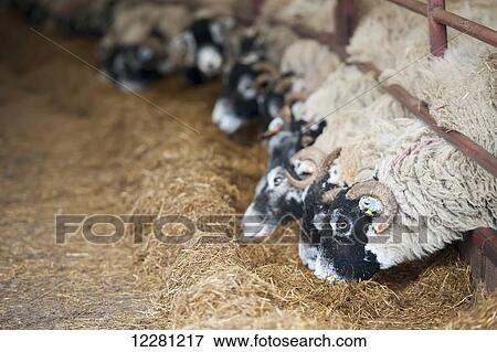 In lamb ewes in lambing shed receiving a complete silage based diet; Cumbria, England View Large Photo Image Stock Photo - In lamb ewes in lambing shed receiving a complete silage based diet; Cumbria, England. Fotosearch