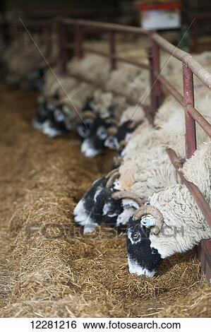 Stock Photograph - In lamb ewes in lambing shed receiving a complete silage based diet; Cumbria, England. Fotosearch