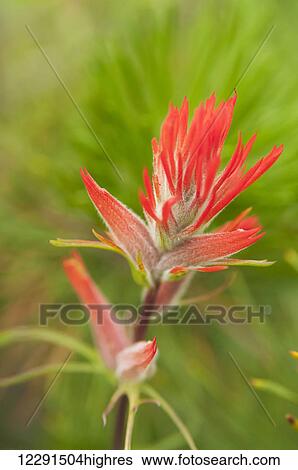 Stock Photograph - Indian paintbrush (Castilleja) in Rocky Mountain National Park; Colorado, United States of America. Fotosearch