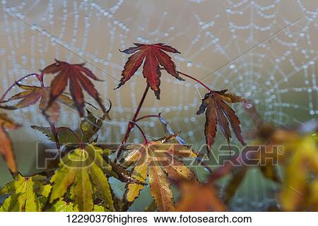Japanese Maple leaves take on autumn colours with a spiderweb covered in water droplets in the background; Astoria, Oregon, United States of America View Large Photo Image Stock Photograph - Japanese Maple leaves take on autumn colours with a spiderweb covered in water droplets in the background; Astoria, Oregon, United States of America. Fotosearch