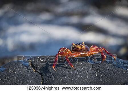 Stock Photograph - Juvenile Sally Lightfoot crab (Grapsus grapsus) on wet rock; Galapagos Islands, Ecuador. Fotosearch