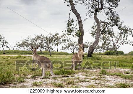 Stock Photograph - Kangaroos on the Noosa North Shore; Queensland, Australia. Fotosearch