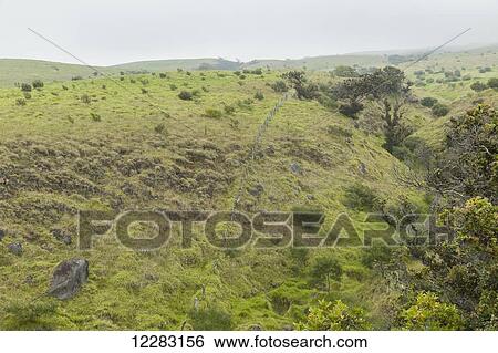 Stock Photograph - Kaohe Restoration Area near Kamuela, Hawaii at base of Kohala Range with many koa tree (Koa acacia) planting and fencing to keep feral pigs out; Island of Hawaii, Hawaii, United States of America. Fotosearch