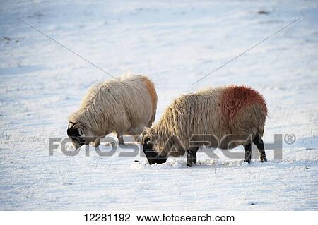 Kendal Rough Fell sheep grazing in the snow; Cumbria, England View Large Photo Image Stock Image - Kendal Rough Fell sheep grazing in the snow; Cumbria, England. Fotosearch