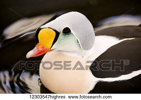 Stock Photograph - King Elder (Somateria spectabilis) on the water; United States of America. Fotosearch