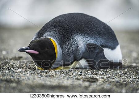 Stock Photograph - King penguin (Aptenodytes patagonicus) on beach looking at camera; Antarctica. Fotosearch