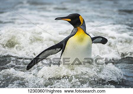King penguin (Aptenodytes patagonicus) wading through surf towards beach; Antarctica View Large Photo Image Stock Photograph - King penguin (Aptenodytes patagonicus) wading through surf towards beach; Antarctica. Fotosearch