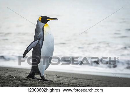King penguin (Aptenodytes patagonicus) walking on beach beside water; Antarctica View Large Photo Image Stock Photograph - King penguin (Aptenodytes patagonicus) walking on beach beside water; Antarctica. Fotosearch