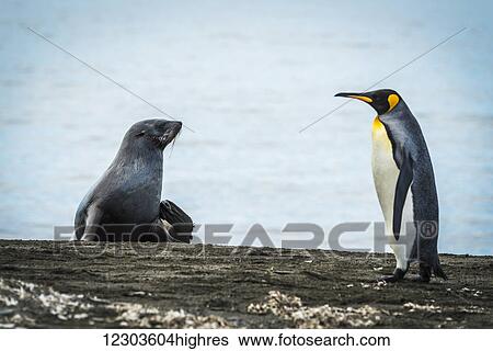 Stock Photograph - King penguin (Aptenodytes patagonicus) walking on beach past an Antarctic fur seal (Arctocephalus gazella); Antarctica. Fotosearch