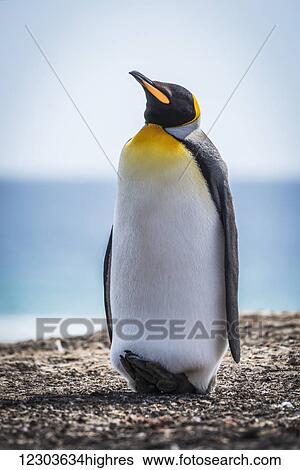 King penguin (Aptenodytes patagonicus) lifts head on shingle beach; Antarctica View Large Photo Image Stock Photograph - King penguin (Aptenodytes patagonicus) lifts head on shingle beach; Antarctica. Fotosearch