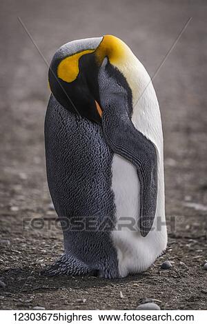 Stock Photograph - King penguin (Aptenodytes patagonicus) asleep with head under flipper; Antarctica. Fotosearch