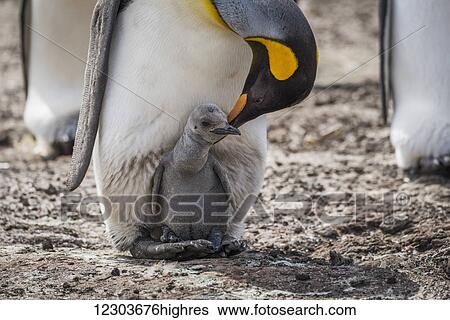 King penguin (Aptenodytes patagonicus) bending towards chick between feet; Antarctica View Large Photo Image Stock Photograph - King penguin (Aptenodytes patagonicus) bending towards chick between feet; Antarctica. Fotosearch