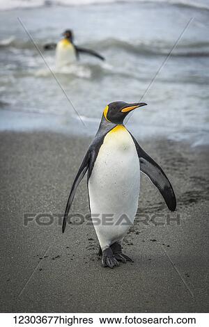Stock Photograph - King penguin (Aptenodytes patagonicus) crossing beach with another behind; Antarctica. Fotosearch