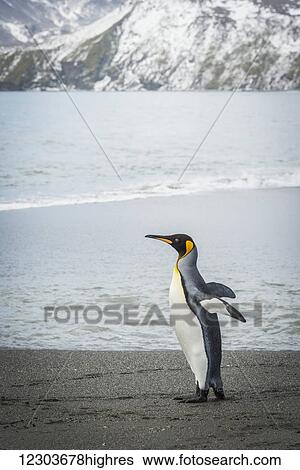 King penguin (Aptenodytes patagonicus) flapping flippers with mountains behind; Antarctica View Large Photo Image Stock Photograph - King penguin (Aptenodytes patagonicus) flapping flippers with mountains behind; Antarctica. Fotosearch