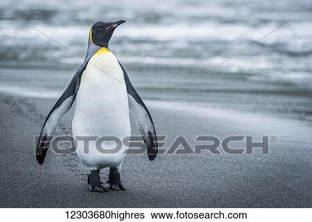 Stock Photograph - King penguin (Aptenodytes patagonicus) on beach with flippers raised; Antarctica. Fotosearch
