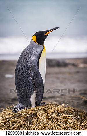 Stock Photograph - King penguin (Aptenodytes patagonicus) on beach with surf behind; Antarctica. Fotosearch