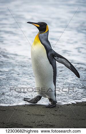 King penguin (Aptenodytes patagonicus) on sandy beach at water's edge; Antarctica View Large Photo Image Stock Photograph - King penguin (Aptenodytes patagonicus) on sandy beach at water's edge; Antarctica. Fotosearch