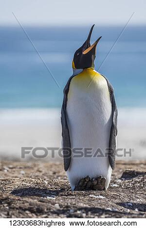 Stock Photograph - King penguin (Aptenodytes patagonicus) womanking in sunshine on beach; Antarctica. Fotosearch