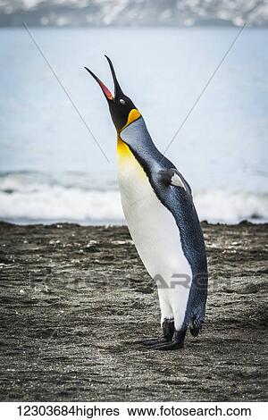 Stock Photograph - King penguin (Aptenodytes patagonicus) womanking on beach beside water; Antarctica. Fotosearch