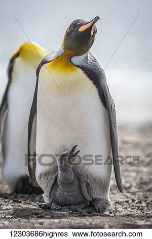 Stock Photograph - King penguin (Aptenodytes patagonicus) with grey chick between feet; Antarctica. Fotosearch