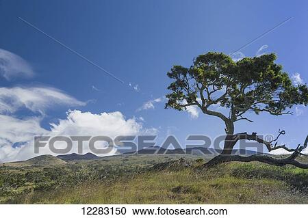 Koa tree (Koa acacia) along Mana Road near Kamuela, with view to foothills of Mauna Kea and cumulus clouds and lenticular clouds forming; Island of Hawaii, Hawaii, United States of America View Large Photo Image Stock Image - Koa tree (Koa acacia) along Mana Road near Kamuela, with view to foothills of Mauna Kea and cumulus clouds and lenticular clouds forming; Island of Hawaii, Hawaii, United States of America. Fotosearch
