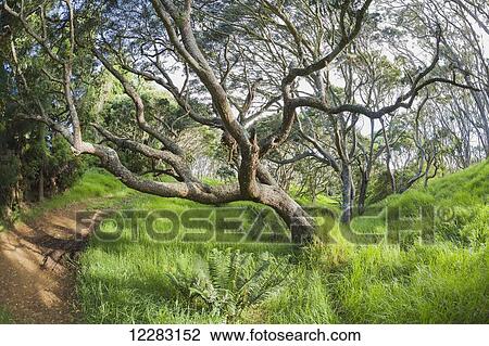 Stock Image - Koa trees (Koa acacia) in Keanakolu State Park along Mana Road; Keanakolu, Island of Hawaii, Hawaii, United States of America. Fotosearch