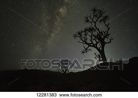 Kookerboom tree under the Milky Way, Richtersveld National Park; South Africa View Large Photo Image Stock Image - Kookerboom tree under the Milky Way, Richtersveld National Park; South Africa. Fotosearch